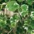 Jordreva Glechoma Variegata, stickling 3-pack