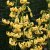 Lilium martagon Golden Morning, Krollilja, P11cm