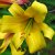 Lilium regale Golden Splendor, Kejsarlilja, P11cm