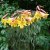 Lilium regale Golden Splendor, Kejsarlilja, P11cm
