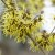 Hamamelis intermedia Westerstede