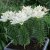 Lilium hybr. Happy Ice, Asiatisk Lilja, P11cm