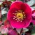 Helleborus x ericsmithii Frostkiss ® Anna´s Red ® (Abcrd02), Julros, C2