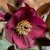Helleborus x ericsmithii Frostkiss ® Anna´s Red ® (Abcrd02), Julros, C2