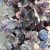 Heuchera hybr. Dolce ® Silver Gumdrop ®, Alunrot