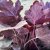 Heuchera hybr. Dolce ® Silver Gumdrop ®, Alunrot
