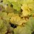 Heuchera hybr. Electra ®, Alunrot, C13cm