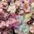 Heuchera hybr. Timeless Orange ®