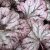 Heuchera villosa Carnival Rose Granita