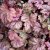 Heuchera villosa Carnival Watermelon