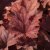 Heuchera villosa Carnival Watermelon