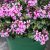 Hängpelargon Calliope ® Cascade Dark Pink, stickling 3-pack