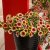 Petunia x hybrida Fun House™ Peach Melba