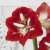 Amaryllis Barbados ®