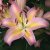 Lilium hybr. Hocus Pocus, Orientalisk Lilja, P11cm