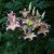 Lilium hybr. Hocus Pocus, Orientalisk Lilja, P11cm