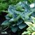 Hosta hybr. Big Daddy, Funkia, stickling 3-pack