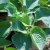 Hosta hybr. Big Daddy, Funkia, stickling 3-pack