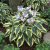 Hosta hybr. Wide Brim, Funkia