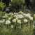 Hydrangea arborescens FlowerWOW ®, Vidjehortensia