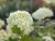 Hydrangea arborescens FlowerWOW ®, Vidjehortensia