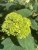 Hydrangea arborescens FlowerWOW ®, Vidjehortensia
