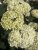 Hydrangea arborescens FlowerWOW ®, Vidjehortensia