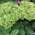 Hydrangea arborescens Sublime Annabelle ®
