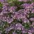 Hydrangea aspera Hot Chocolate ®, Sammetshortensia, C3