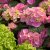 Hydrangea macrophylla Endless Summer ® Bloomstar ®, Hortensia, C5