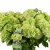 Hydrangea paniculata Groundbreaker ® Greeny
