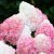 Hydrangea paniculata Living Pink & Rose ®
