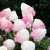 Hydrangea paniculata Living Pink & Rose ®