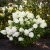 Hydrangea paniculata Living Royal Flower ®