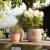 Hydrangea paniculata Living Royal Flower ®