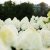 Hydrangea paniculata Living Summer Snow ®
