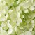 Hydrangea paniculata Magical Lime Sparkle ®