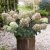 Hydrangea paniculata Pinklight ®