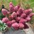 Hydrangea paniculata Redlight ®