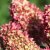 Hydrangea paniculata Redlight ®