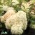 Hydrangea paniculata Bobo ®, Syrénhortensia, 30-40 C5