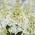 Hydrangea paniculata Candlelight ®, Syrénhortensia, 80 stam C10
