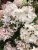 Hydrangea paniculata Groundbreaker ® Blush
