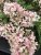 Hydrangea paniculata Groundbreaker ® Blush