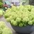 Hydrangea paniculata Groundbreaker ® Greeny
