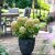 Hydrangea paniculata Little Light ®, Syrénhortensia