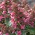 Hydrangea paniculata Living Infinity ®, Vipphortensia