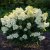 Hydrangea paniculata Living Little Blossom ®, Syrenhortensia, C5