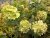 Hydrangea paniculata Magical Candle ®, Vipphortensia