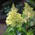 Hydrangea paniculata Pinky Winky ®, Syrénhortensia, 40-50 C3
